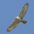 Juvenile Ferruginous Hawk, light morph Juvenile Ferruginous Hawk, light morph
