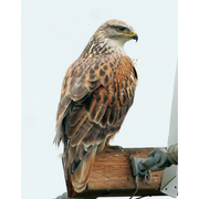 Adult  Adult