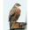 Adult  Adult