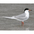 Adult breeding. Note: light primary feathers. Adult breeding. Note: light primary feathers.