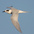 Adult nonbreeding. Note: dark eye patch. Adult nonbreeding. Note: dark eye patch.