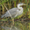Juvenile. Note: dark crown and streaked neck. Juvenile. Note: dark crown and streaked neck.