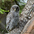 Fledgling Fledgling