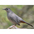 Adult. Note: clean gray body, rufous undertail coverts, and black cap. Adult. Note: clean gray body, rufous undertail coverts, and black cap.