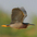 Adult Adult
