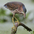 Juvenile. Note: streaked neck. Juvenile. Note: streaked neck.
