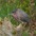 Adult breeding plumage. Adult breeding plumage.