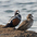 Male (left) and female. Male (left) and female.