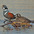 Male (left) and female. Male (left) and female.