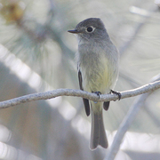 Note: short small bill, shorter tail, and distinct  Note: short small bill, shorter tail, and distinct