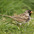 Breeding plumage adult. Note: gray cheek and black bib/crown. Breeding plumage adult. Note: gray cheek and black bib/crown.