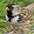 Breeding plumage adult. Note: gray cheek and black bib/crown. Breeding plumage adult. Note: gray cheek and black bib/crown.