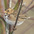 Juvenile. Note: tan face and plain white breast. Juvenile. Note: tan face and plain white breast.
