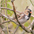 Winter plumage. Note: black face, pink bill, and white belly. Winter plumage. Note: black face, pink bill, and white belly.