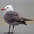 Adult breeding plumage Adult breeding plumage