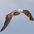 Adult breeding plumage Adult breeding plumage