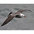 Adult breeding Adult breeding