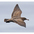 Immature. Note: uniformly dark with bicolored bill. Immature. Note: uniformly dark with bicolored bill.