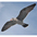 Adult nonbreeding in flight. Adult nonbreeding in flight.