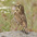 Female. Note: faint coloration on head. Female. Note: faint coloration on head.