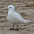 Adult Adult
