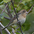 Female. Note: buffy breast and grayish throat. Female. Note: buffy breast and grayish throat.