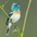 Male Male