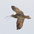 Adult calling in flight. Adult calling in flight.