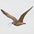 Adult calling in flight. Adult calling in flight.