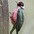 Adult Adult
