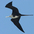 Juvenile. Note: pale head and bill. Juvenile. Note: pale head and bill.