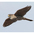 Taiga female Merlin Taiga female Merlin