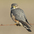 Prairie male Merlin Prairie male Merlin