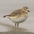 Winter plumage Winter plumage