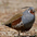 Male Male