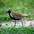 Breeding plumage male. Note: spotted flanks. Breeding plumage male. Note: spotted flanks.