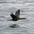 Adult nonbreeding plumage in flight. Note: neck is higher than body in flight and tapers almost seamlessly to bill. Adult nonbreeding plumage in flight. Note: neck is higher than body in flight and tapers almost seamlessly to bill.