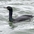 Adult nonbreeding plumage. Note: slender neck and pencil-like bill. Adult nonbreeding plumage. Note: slender neck and pencil-like bill.