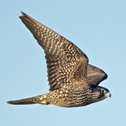 Juvenile  Juvenile