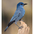 Adult. Note: blue body with deep blue head, heavy bill. Adult. Note: blue body with deep blue head, heavy bill.