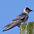 Female. Note: bluish wings, gray collar, and forehead. Female. Note: bluish wings, gray collar, and forehead.