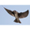 Female in flight. Note: blue on head and dingy underparts. Female in flight. Note: blue on head and dingy underparts.