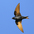 Male in flight. Note: dark blue body, and slightly forked tail. Male in flight. Note: dark blue body, and slightly forked tail.