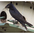 Male. Note: dark blue body. Male. Note: dark blue body.