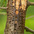Wells of Red-breasted Sapsucker. Wells of Red-breasted Sapsucker.