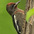 Juvenile Juvenile