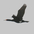 Adult breeding plumage in flight Adult breeding plumage in flight