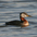 Adult breeding plumage Adult breeding plumage