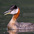 Adult breeding plumage Adult breeding plumage