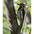 Female. Note: white chin. Female. Note: white chin.
